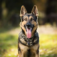 Perro